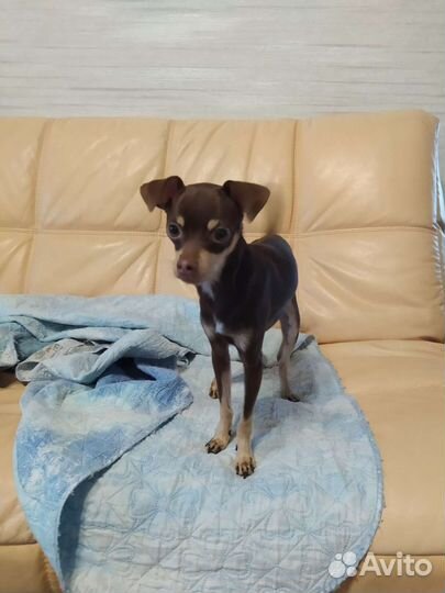 Мини той-терьер вязка