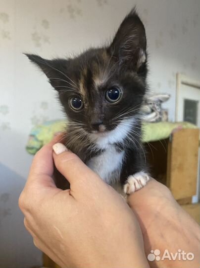 Котенок в приюте