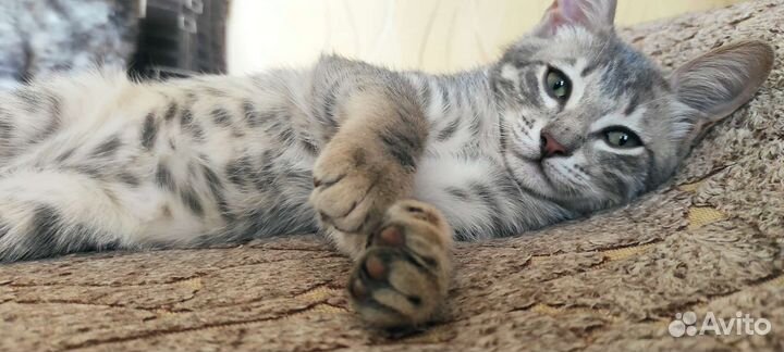 Котенок девочка 6 мес, привезу
