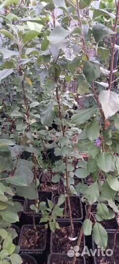 Саженцы яблони