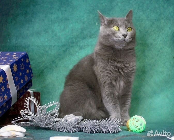 Кошка Плюша в добрые руки