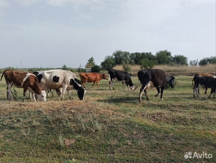 Коровы телки