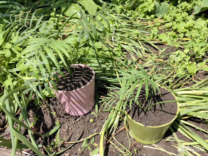 Пальма Хамедорея Бридбл