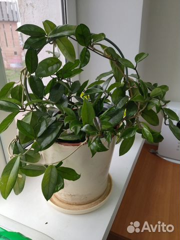 Цветы домашние