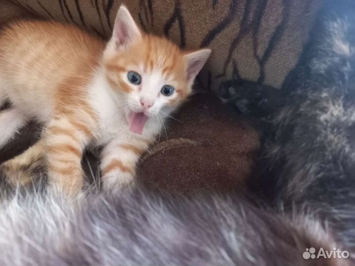 Котята в добрые руки