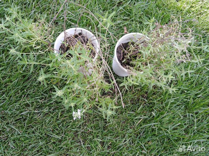 Мята душистая ментоловая, чабрец