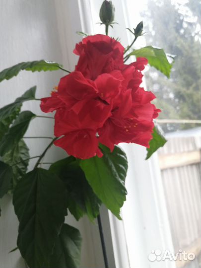 Сотовой махровый гибискус