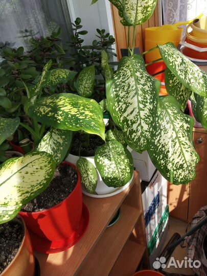 Дифенбахия