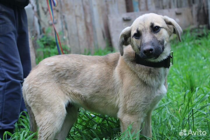 Отдам щенка небольшой собаки