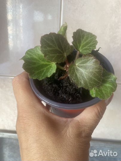 Камнеломка