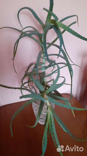 Алоэ лечебный