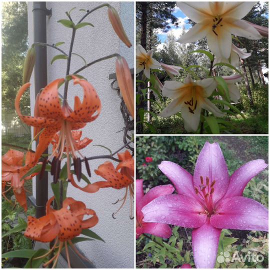 Растения для сада