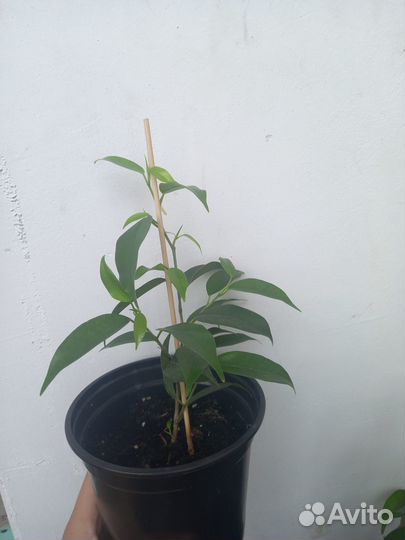Фикус бенджамина