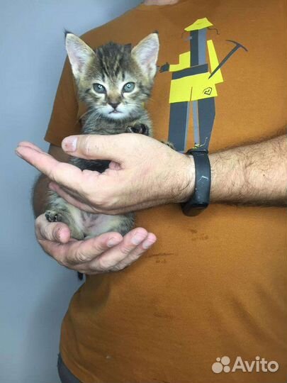 Котенок в добрые ручки