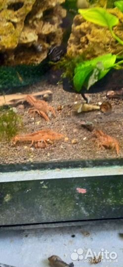 Аквариумное растение