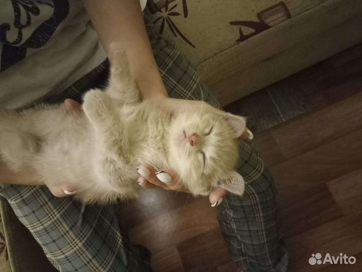 Кошка в дар бесплатно