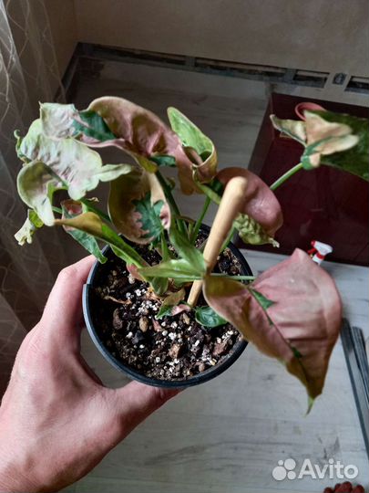 Сингониум пинк бьюти лава