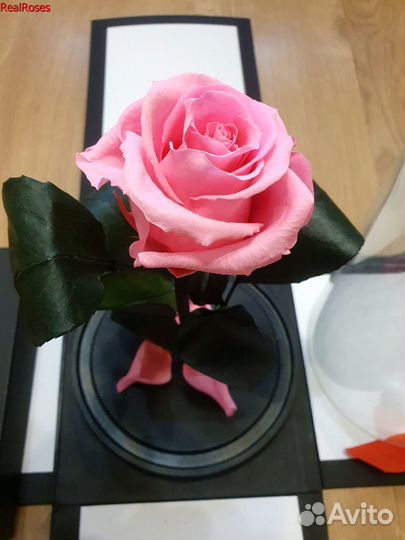 Роза в колбе