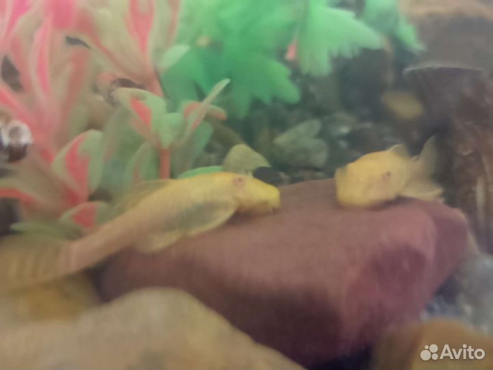 Аквариумные рыбки - Сомики анциструсы