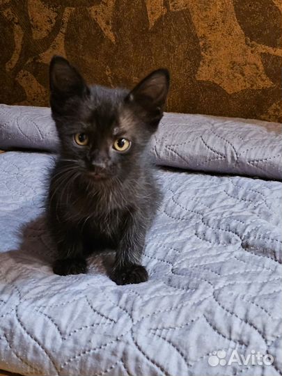 Котята Чернушечки