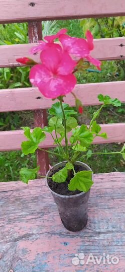 Пеларгония(герань)