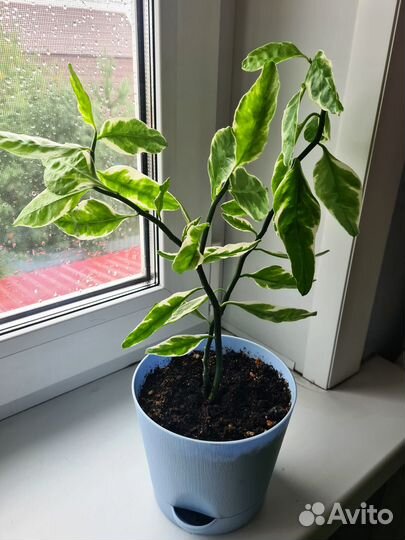 Цветы комнатные