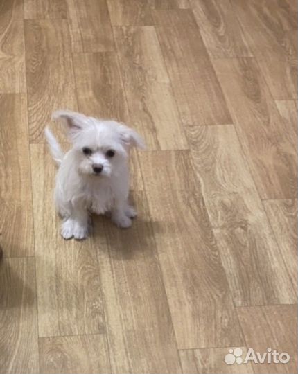 Мальтипу белые и черные