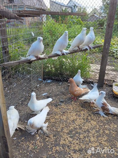 Голуби разных пород