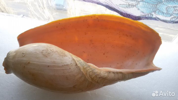 Раковина из океана