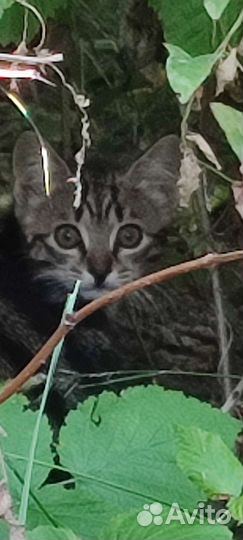 Кошки в добрые руки бесплатно