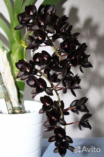 Дендробиум