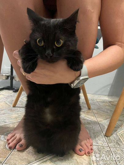 Кошка в дар бесплатно