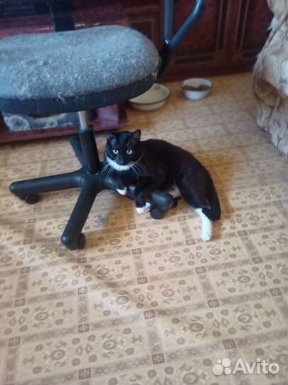 Отдам в добрые руки