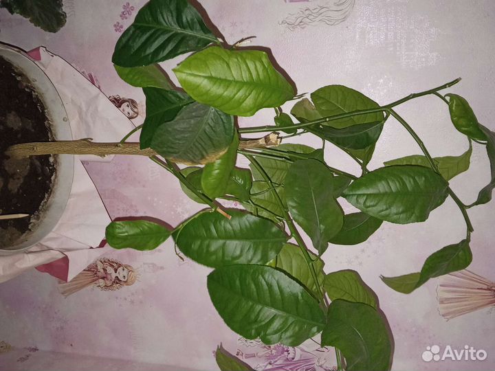 Мандариновое дерево из косточки