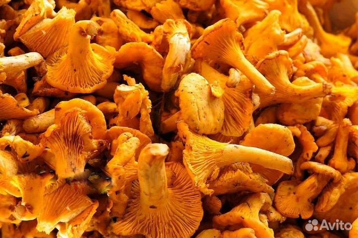 Грибы лисички