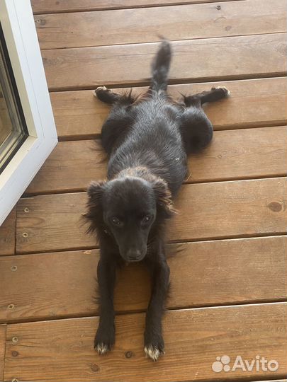 Собака маленькая