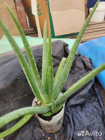 Алоэ вера 3 года