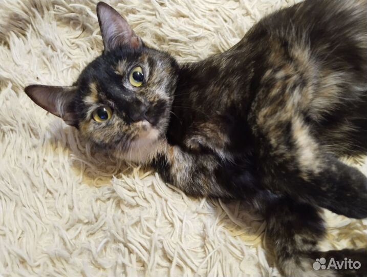 Кошечка ищет дом