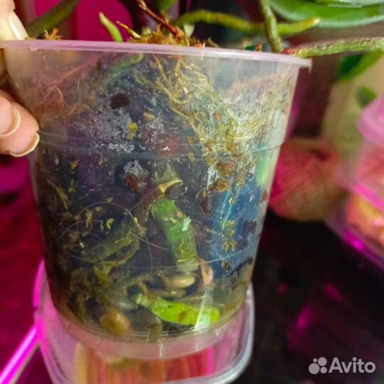 Орхидея биг лип