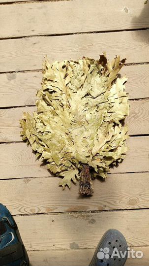 Веники канадский дуб