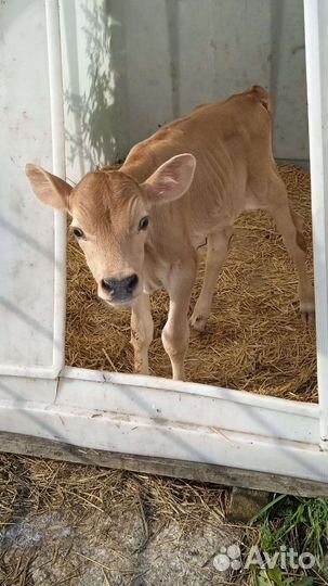 Телята бычки на откорм