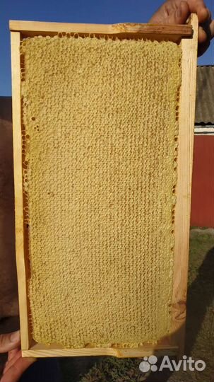 Сотовый мёд и мед 2023