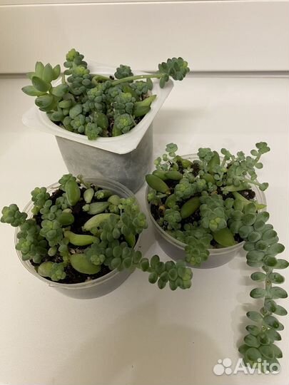 Комнатное растение Очиток Седум Моргана и Буррито