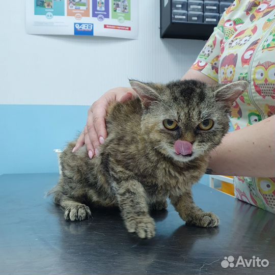 Кошечки помесь Корниш-рэксов и Экзотов ищут дом