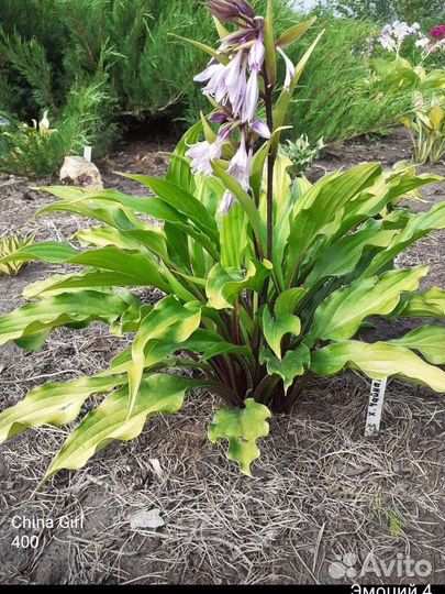 Хосты сортовые