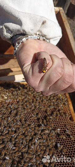 Продажа плодных маток Карника F1