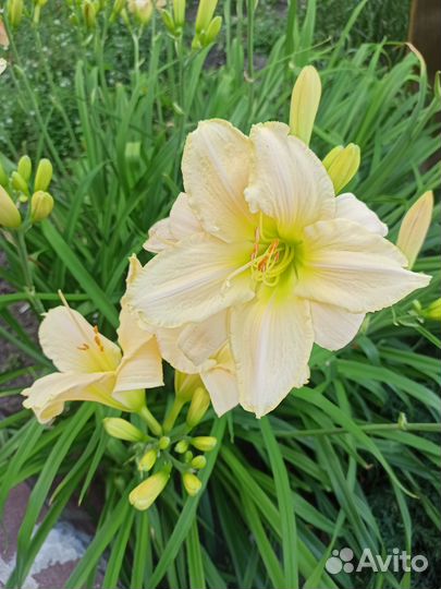 Продаю лилейники