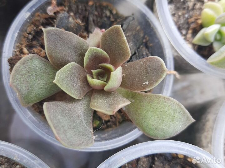 Кактусы и суккуленты