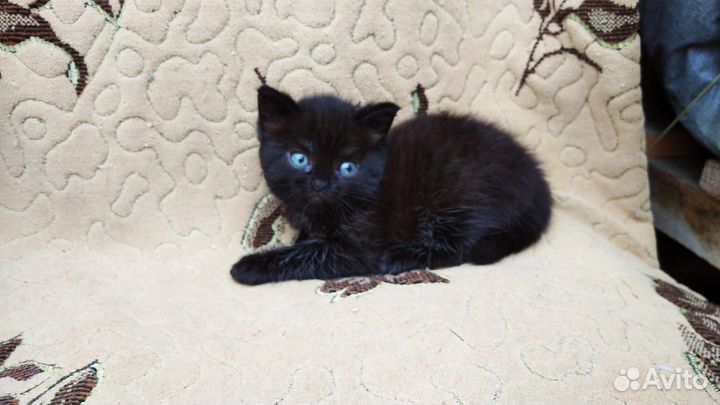 Отдам котят