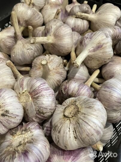 Чеснок озимый